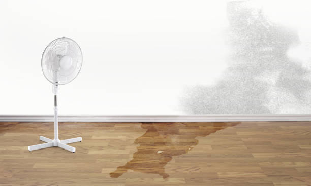 Best Local water damage restoration  in Belle Haven, VA
